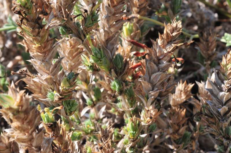 Pianta a cuscinetto - Crucianella maritima